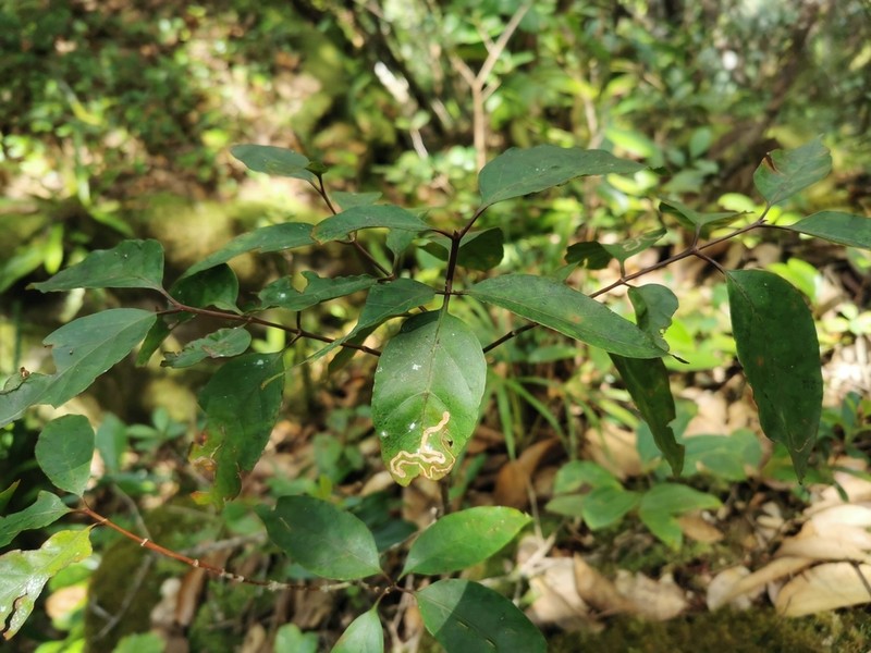 Peponidium celastroides photo 2