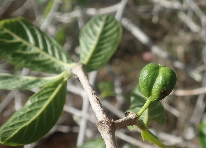 Peponidium leroyi