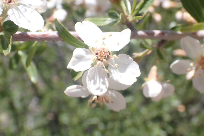 Wild Crab Apple photo 2
