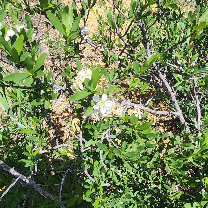 Wild Crab Apple photo 3