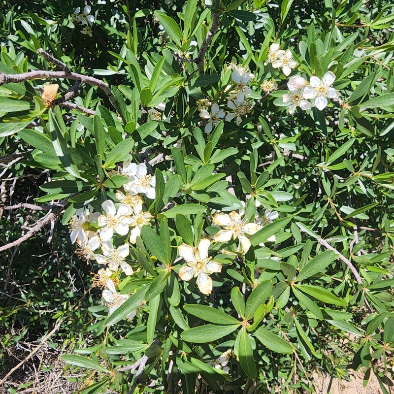 Wild Crab Apple photo 4