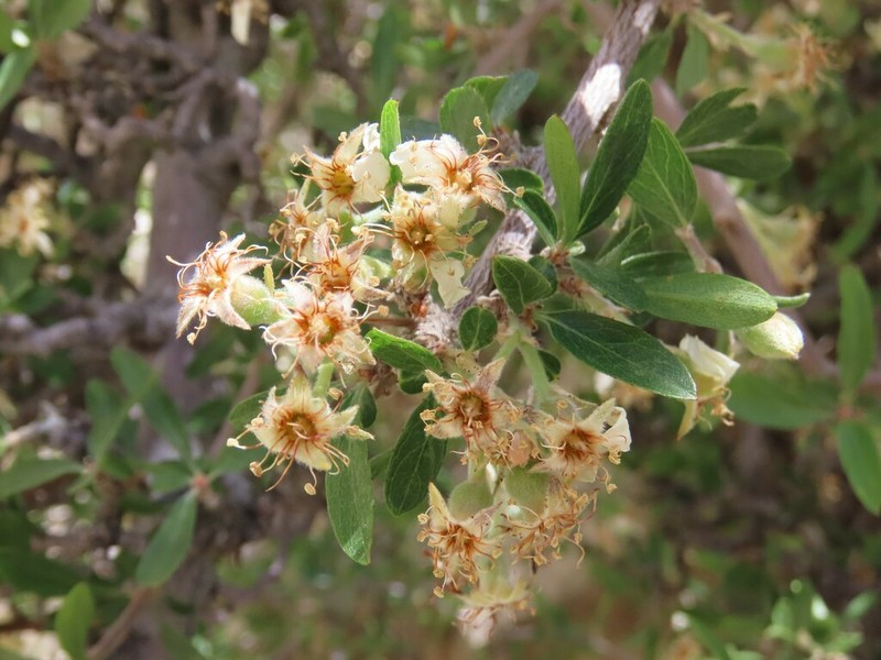 Wild Crab Apple photo 5