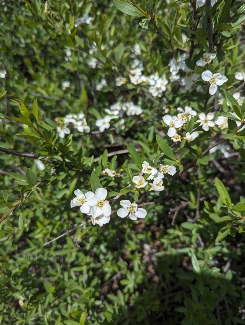 Wild Crab Apple photo 6