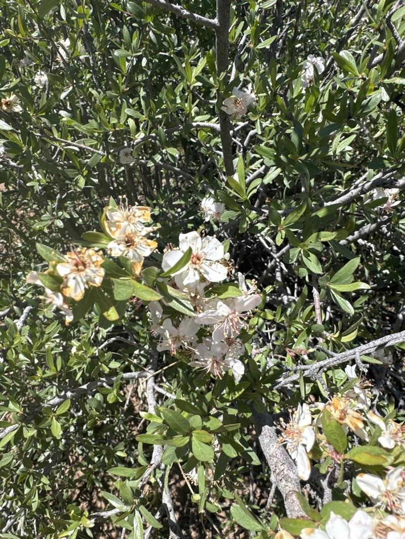 Wild Crab Apple photo 7