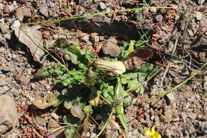Perdicium capense