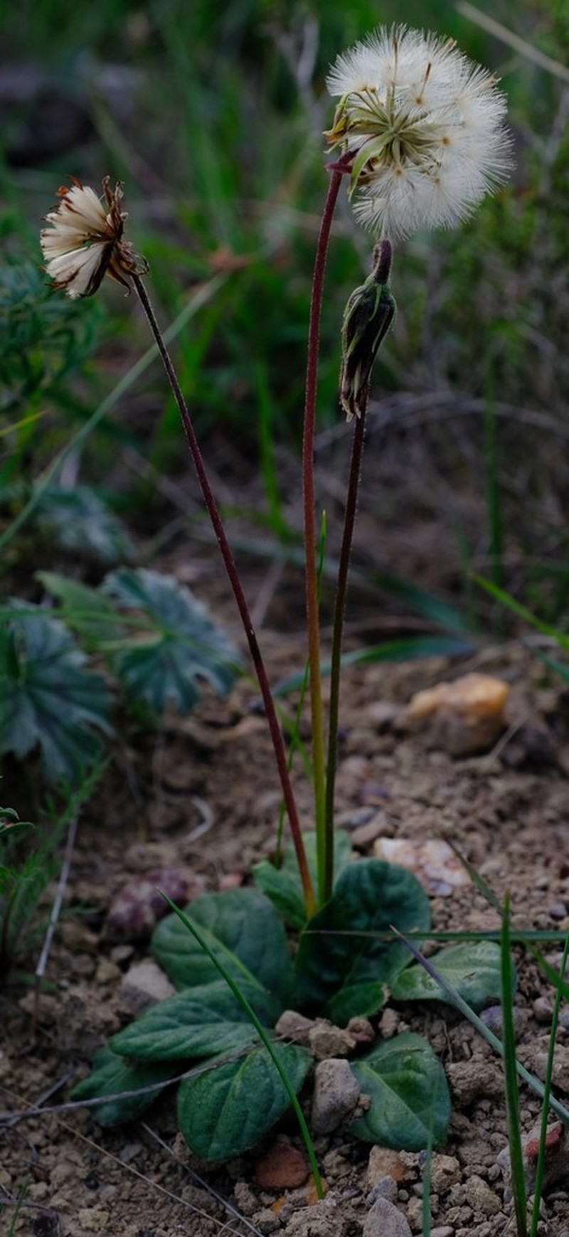 Perdicium capense photo 4