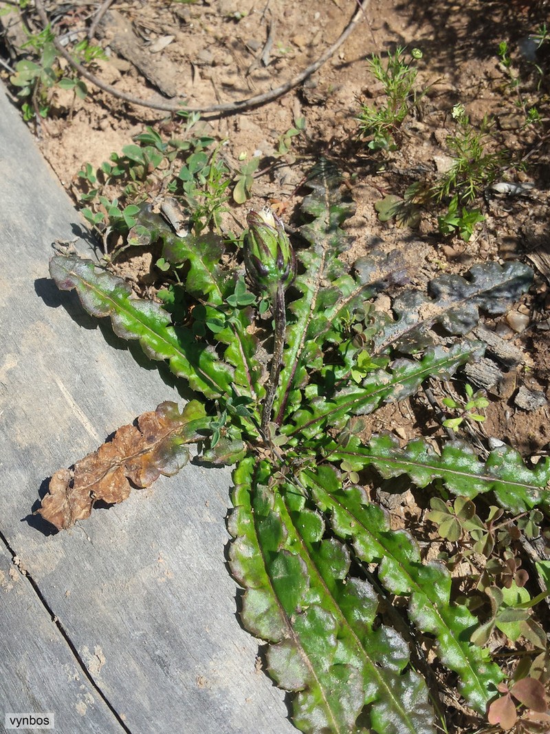 Perdicium capense photo 8