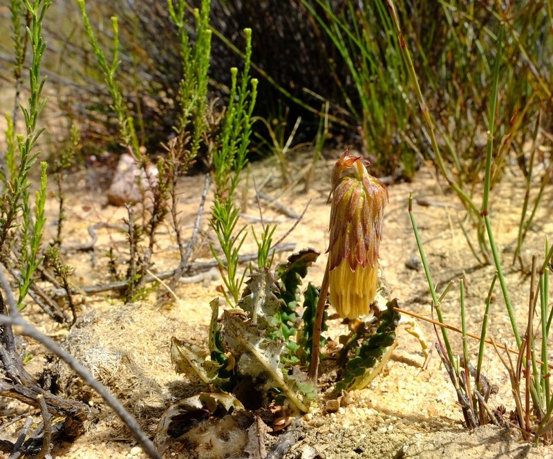 Perdicium leiocarpum
