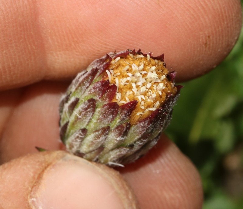 Perdicium leiocarpum photo 4