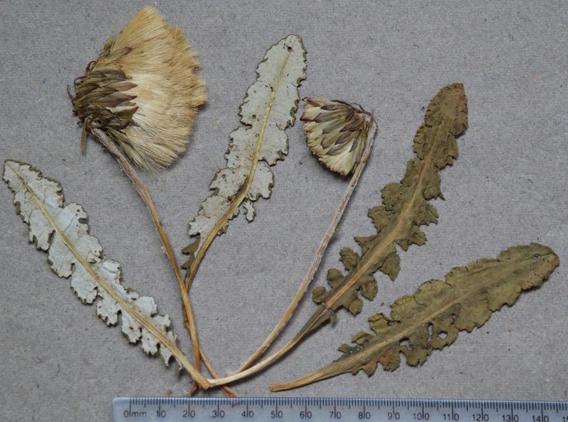 Perdicium leiocarpum photo 5