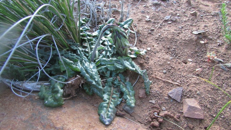 Perdicium leiocarpum photo 6