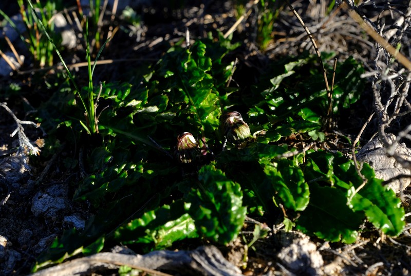 Perdicium leiocarpum photo 7