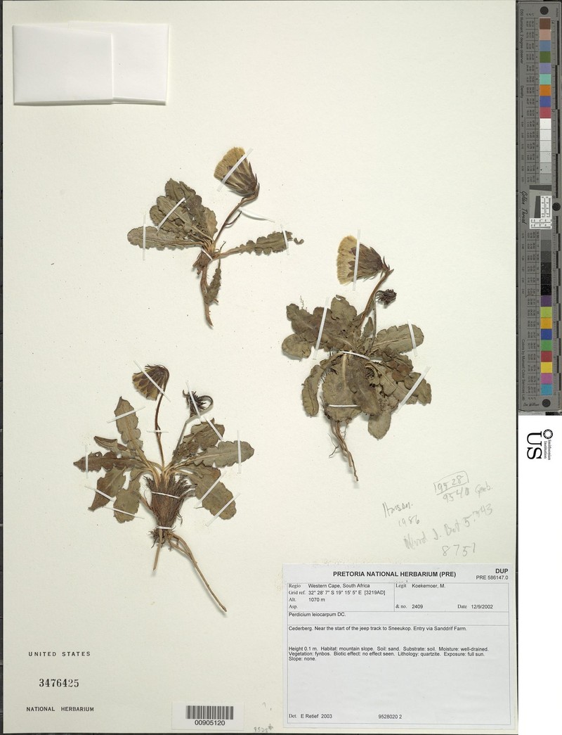 Perdicium leiocarpum photo 8
