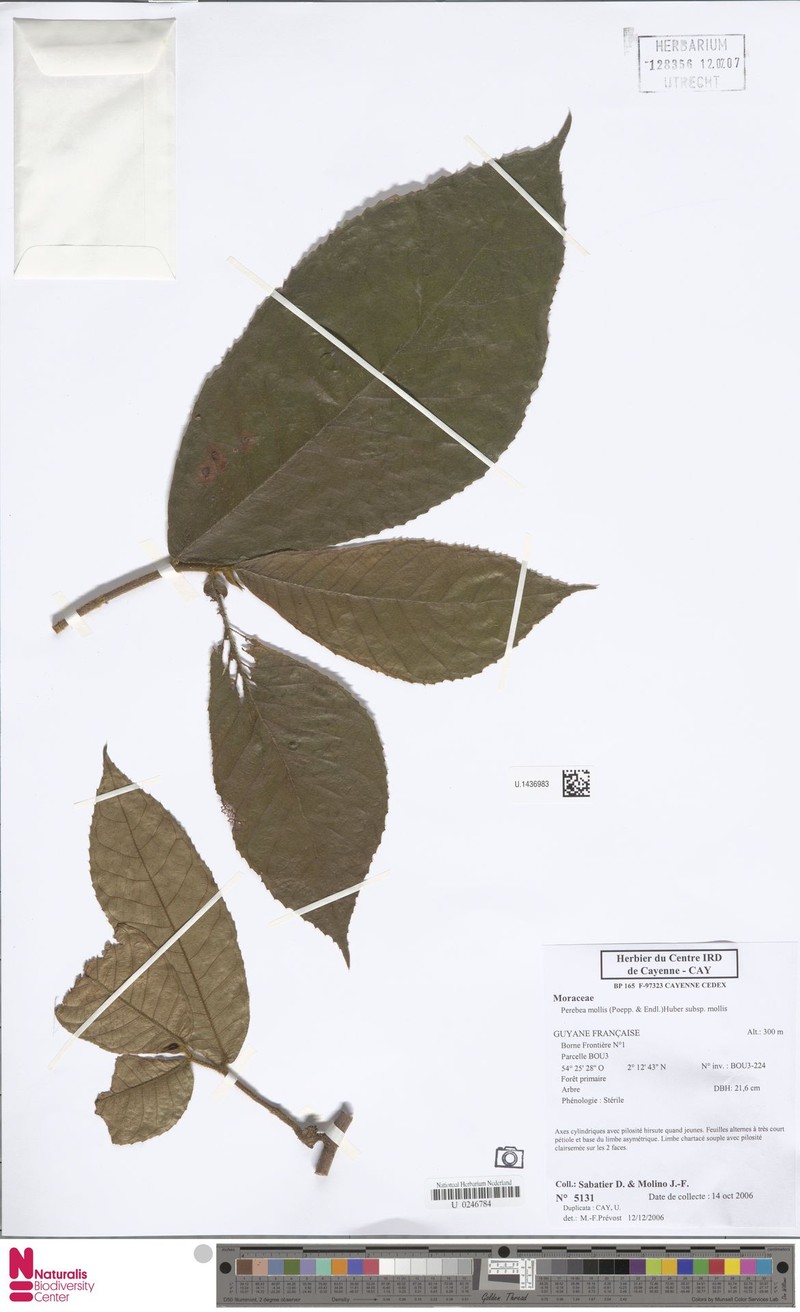 Perebea mollis subsp. mollis