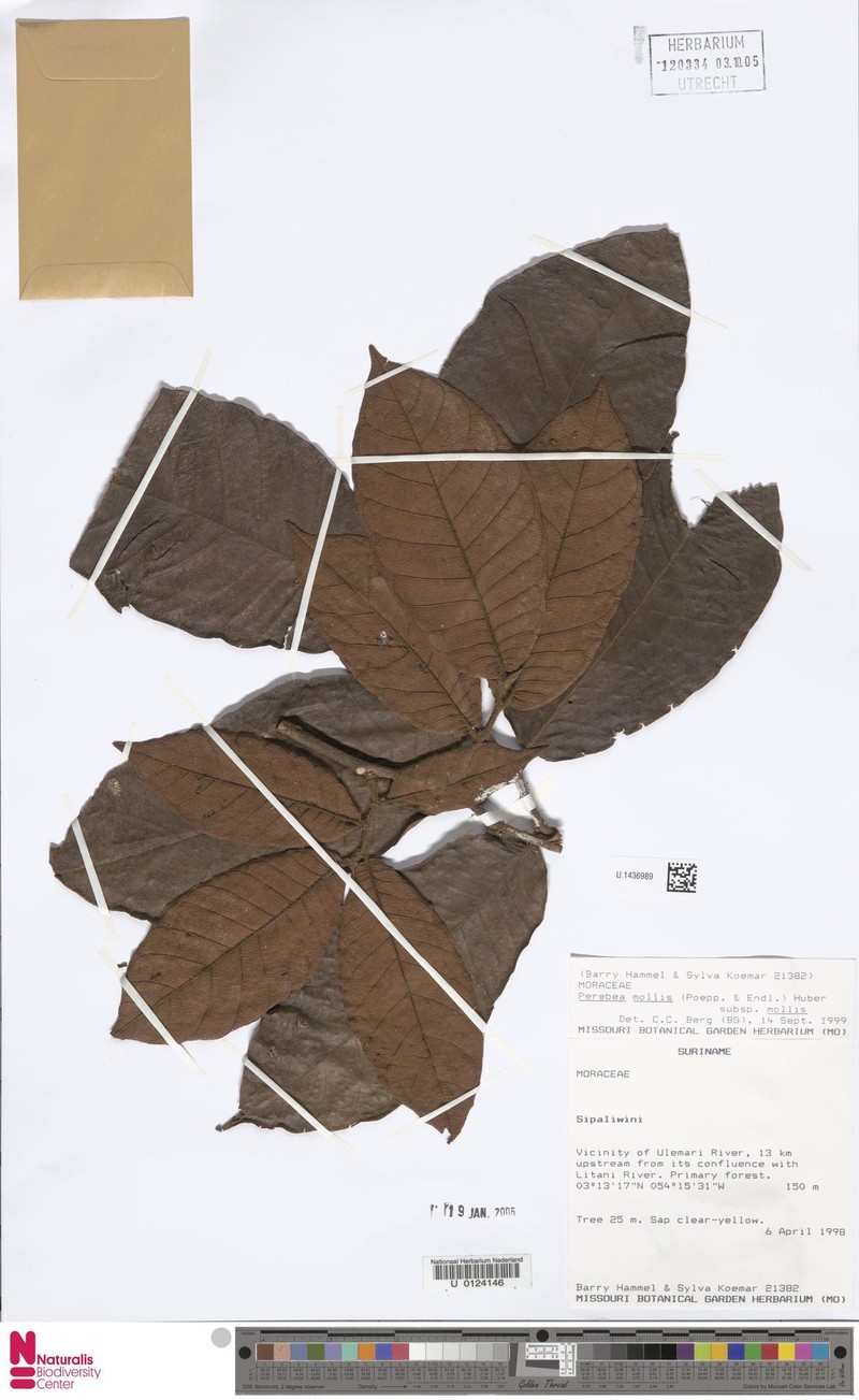 Perebea mollis subsp. mollis photo 2
