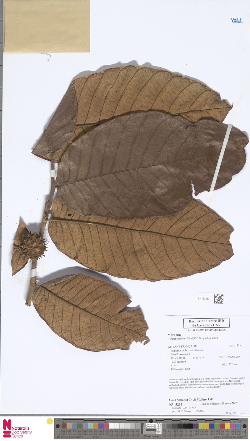 Perebea rubra subsp. rubra