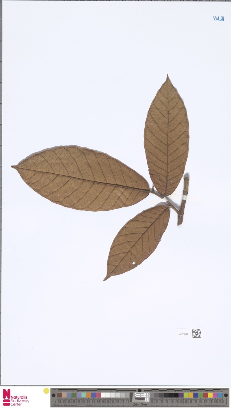 Perebea rubra subsp. rubra photo 2