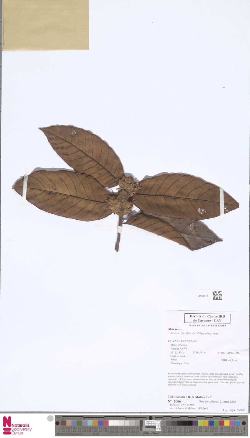 Perebea rubra subsp. rubra photo 3