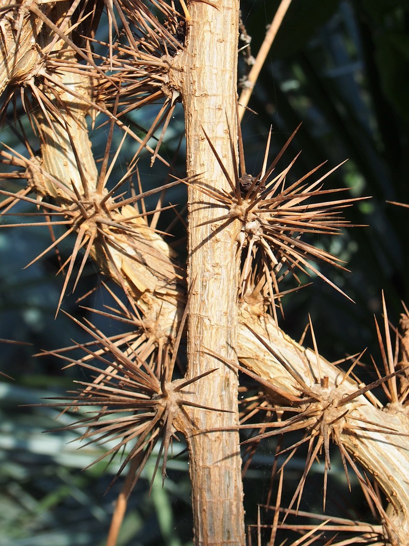 Barbados Shrub photo 4