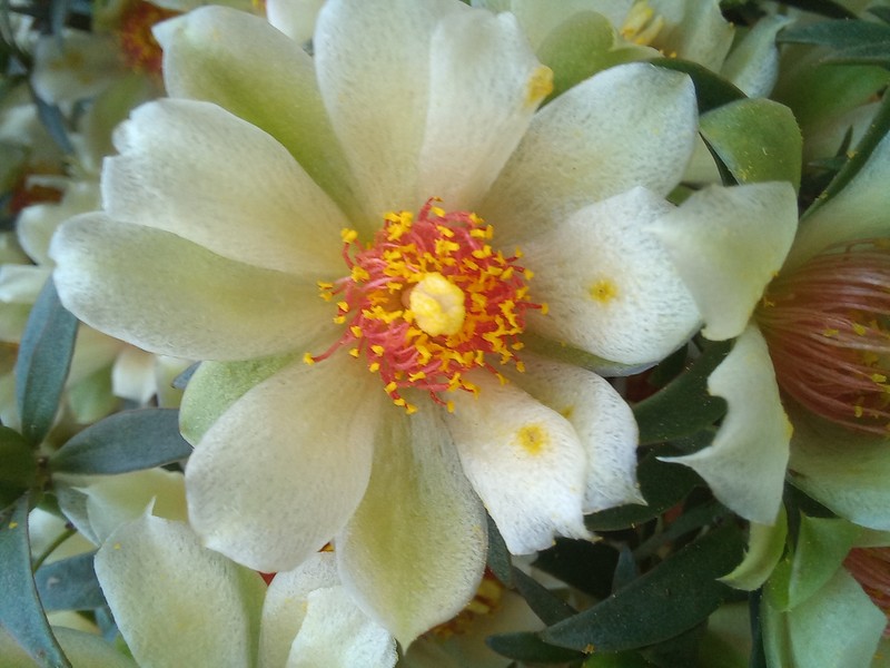 Barbados Shrub photo 2
