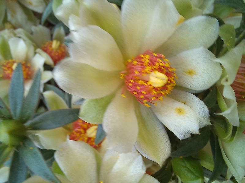 Barbados Shrub photo 3