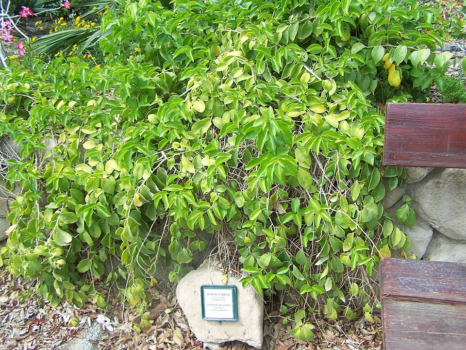 Barbados Shrub photo 5