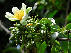 Barbados Shrub