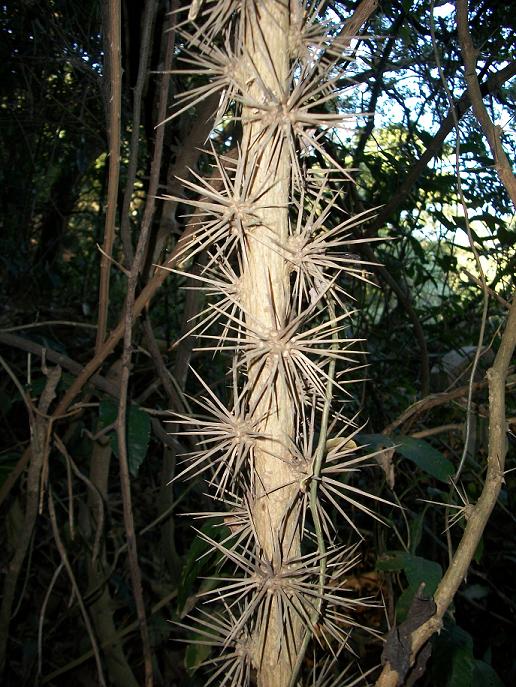 Barbados Shrub photo 7