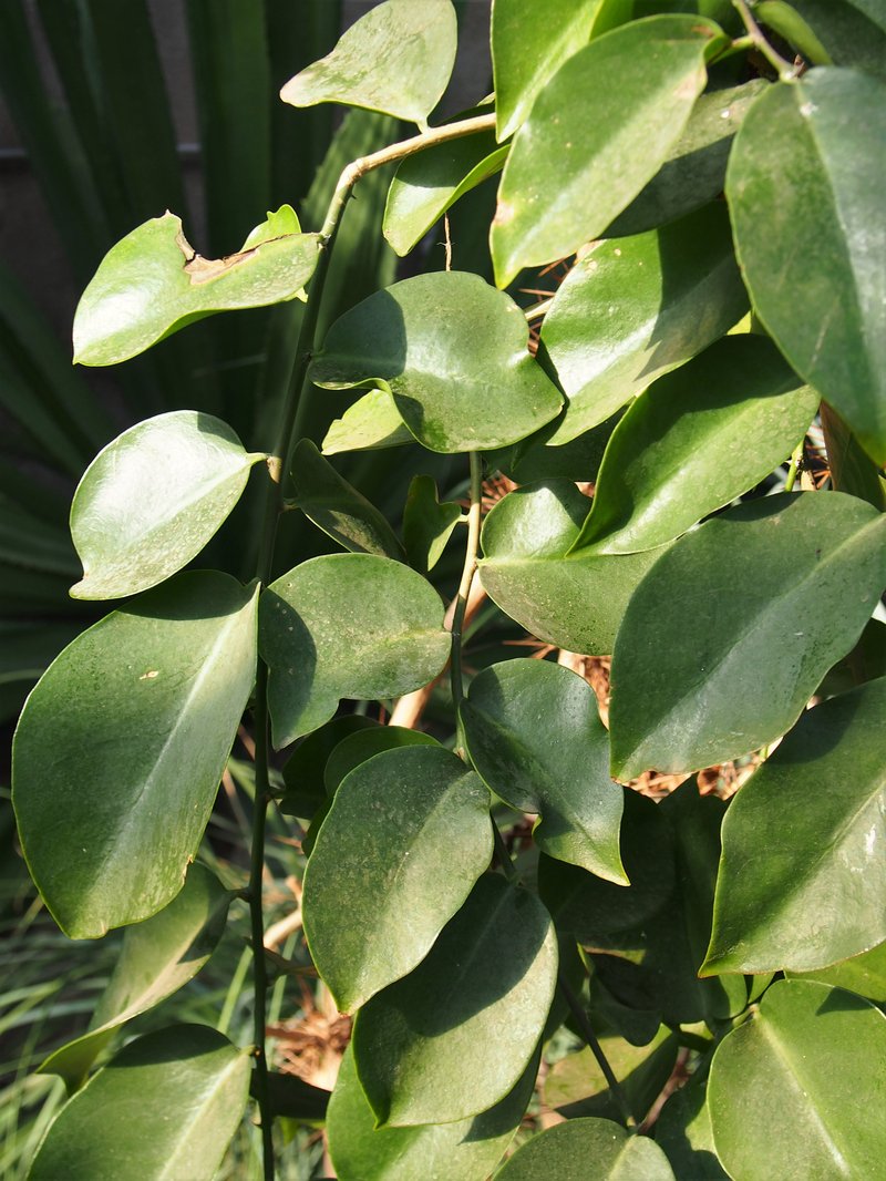 Barbados Shrub photo 8
