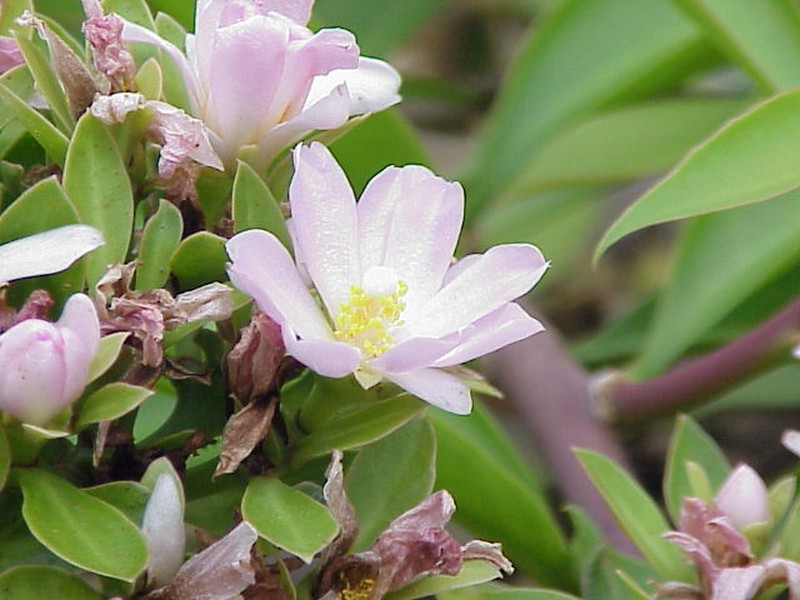 Rose Cactus photo 2