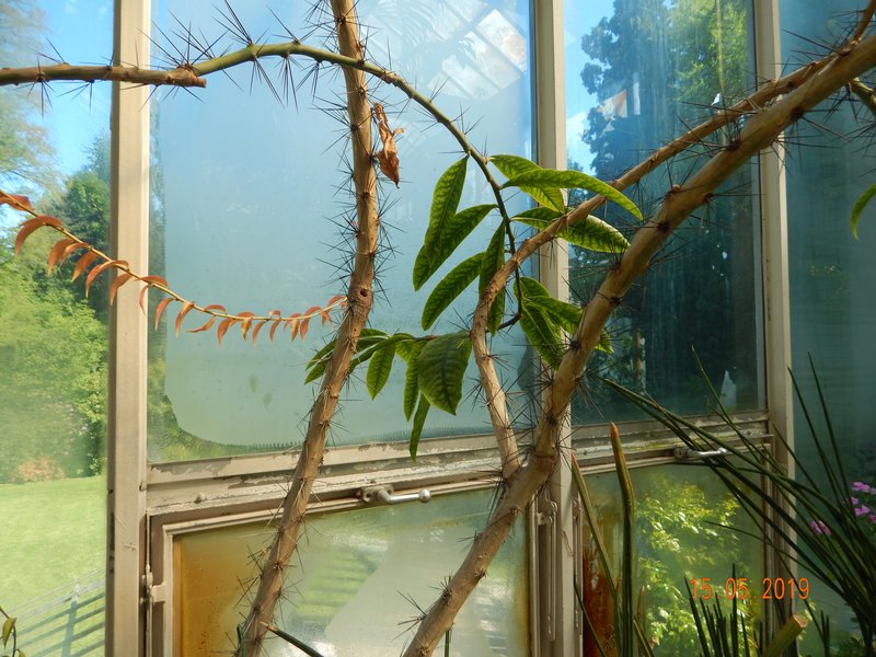 Rose Cactus photo 4