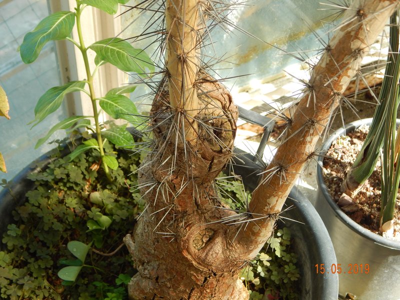 Rose Cactus photo 6