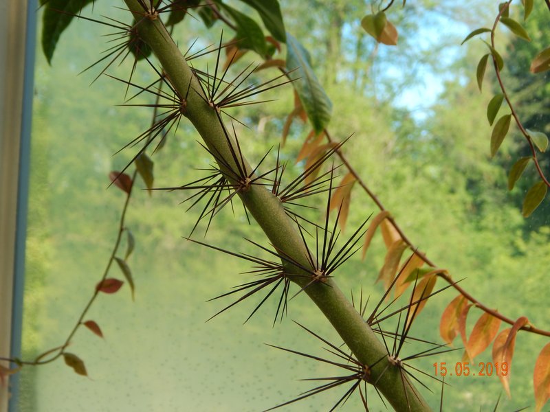 Rose Cactus photo 7