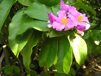 Rose Cactus