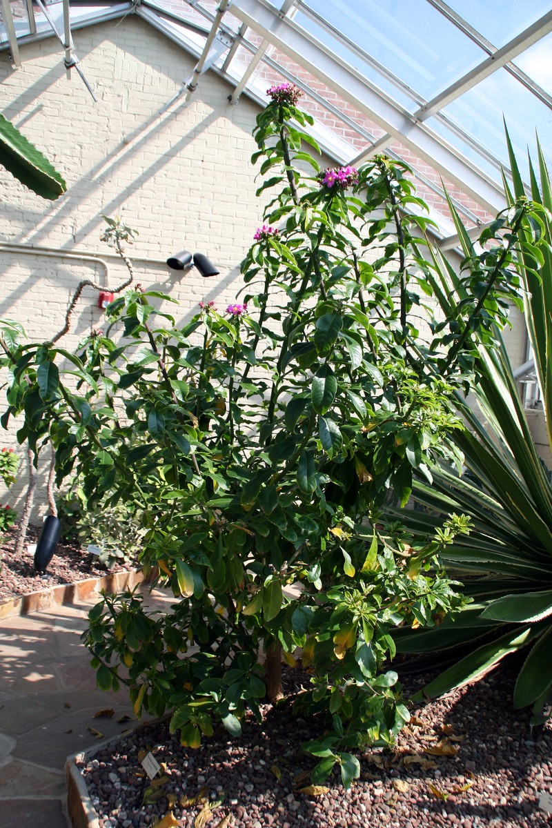 Rose Cactus photo 8