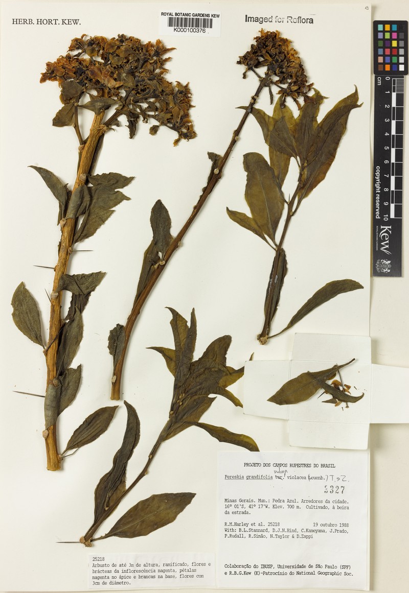 Pereskia violacea photo 2