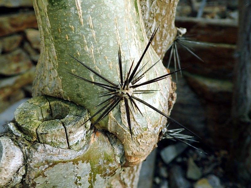 Pereskia violacea