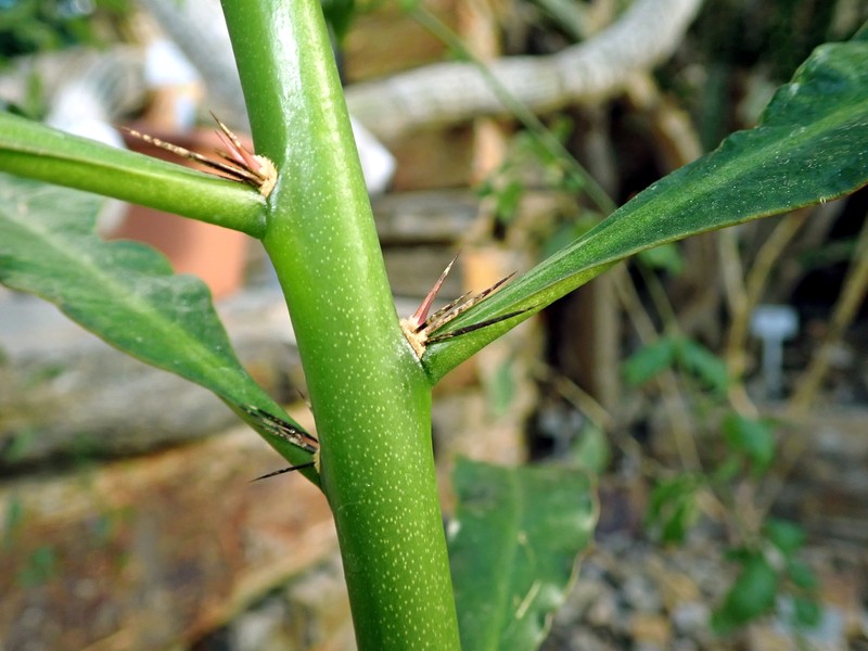 Pereskia violacea photo 3