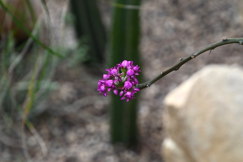 Pereskia violacea photo 5