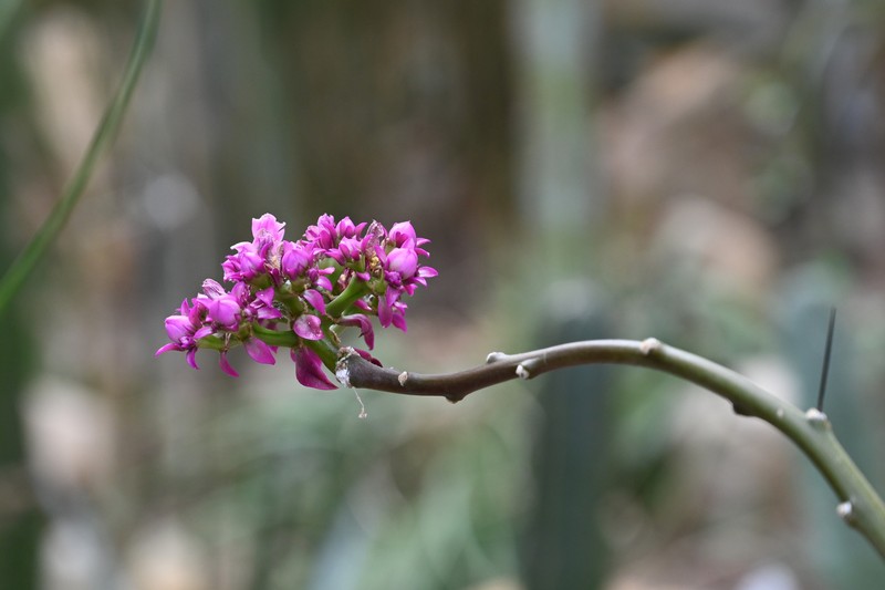 Pereskia violacea photo 6