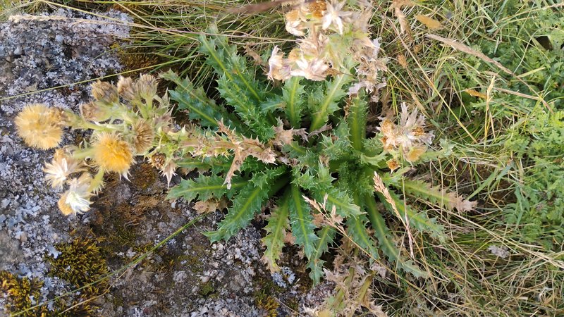Perezia photo 5