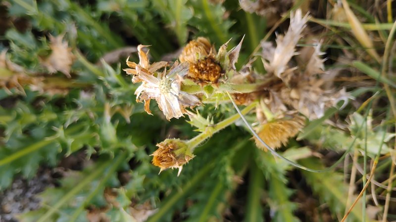 Perezia photo 6