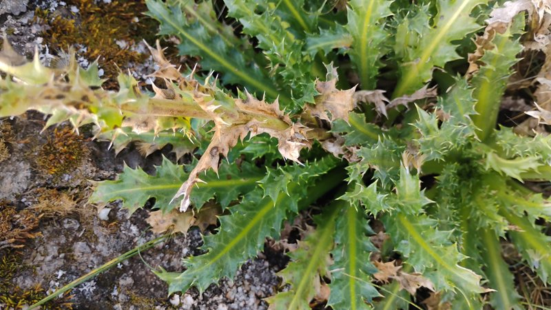 Perezia photo 7
