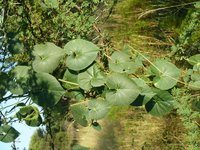 Pergularia