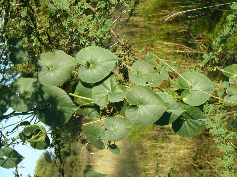 Pergularia