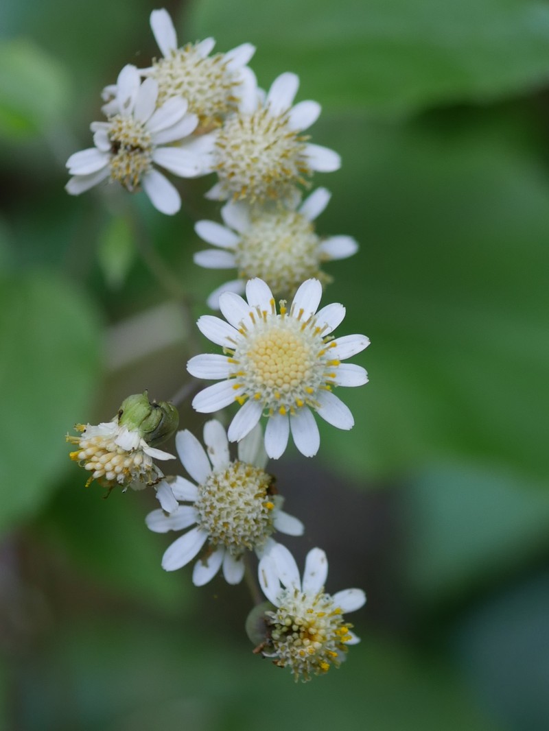Pericallis appendiculata var. appendiculata