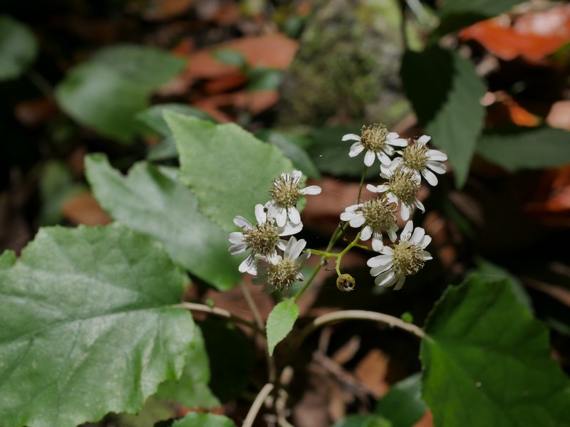 Pericallis appendiculata var. appendiculata photo 2