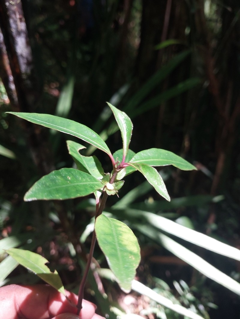 Pericalypta biflora