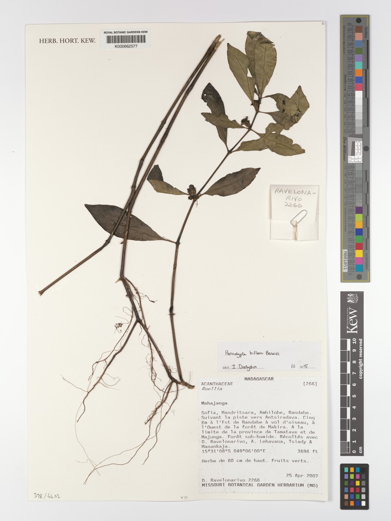 Pericalypta biflora photo 3