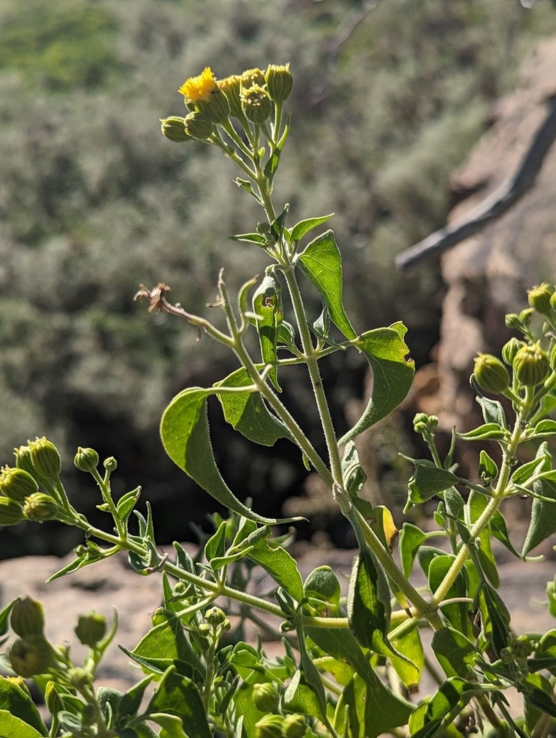 Mountain Tail-Leaf photo 2